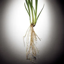 Pour Homme Eau De Parfum, 100 ml